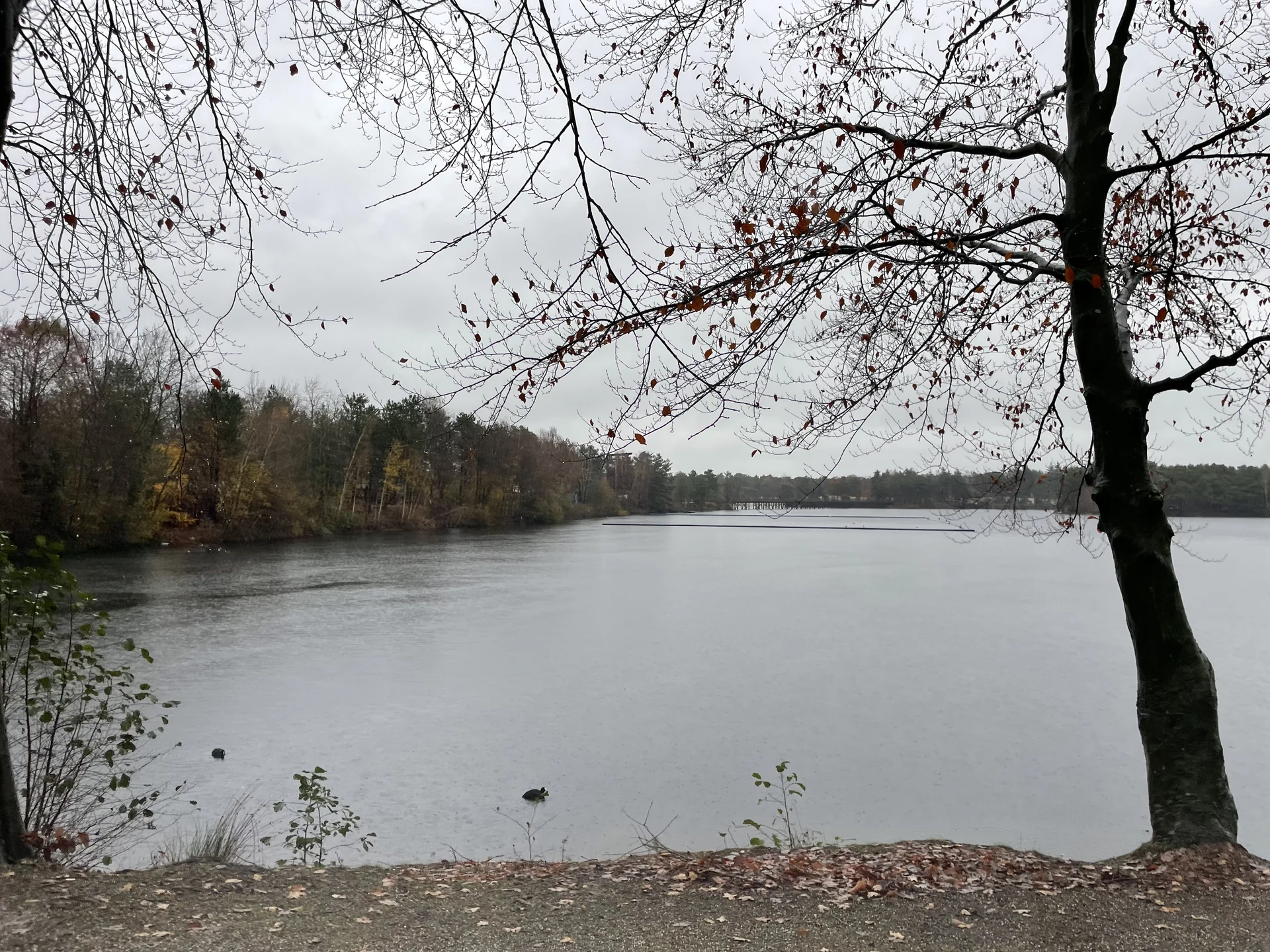 See im Center Parcs De Vossemeren im Herbst