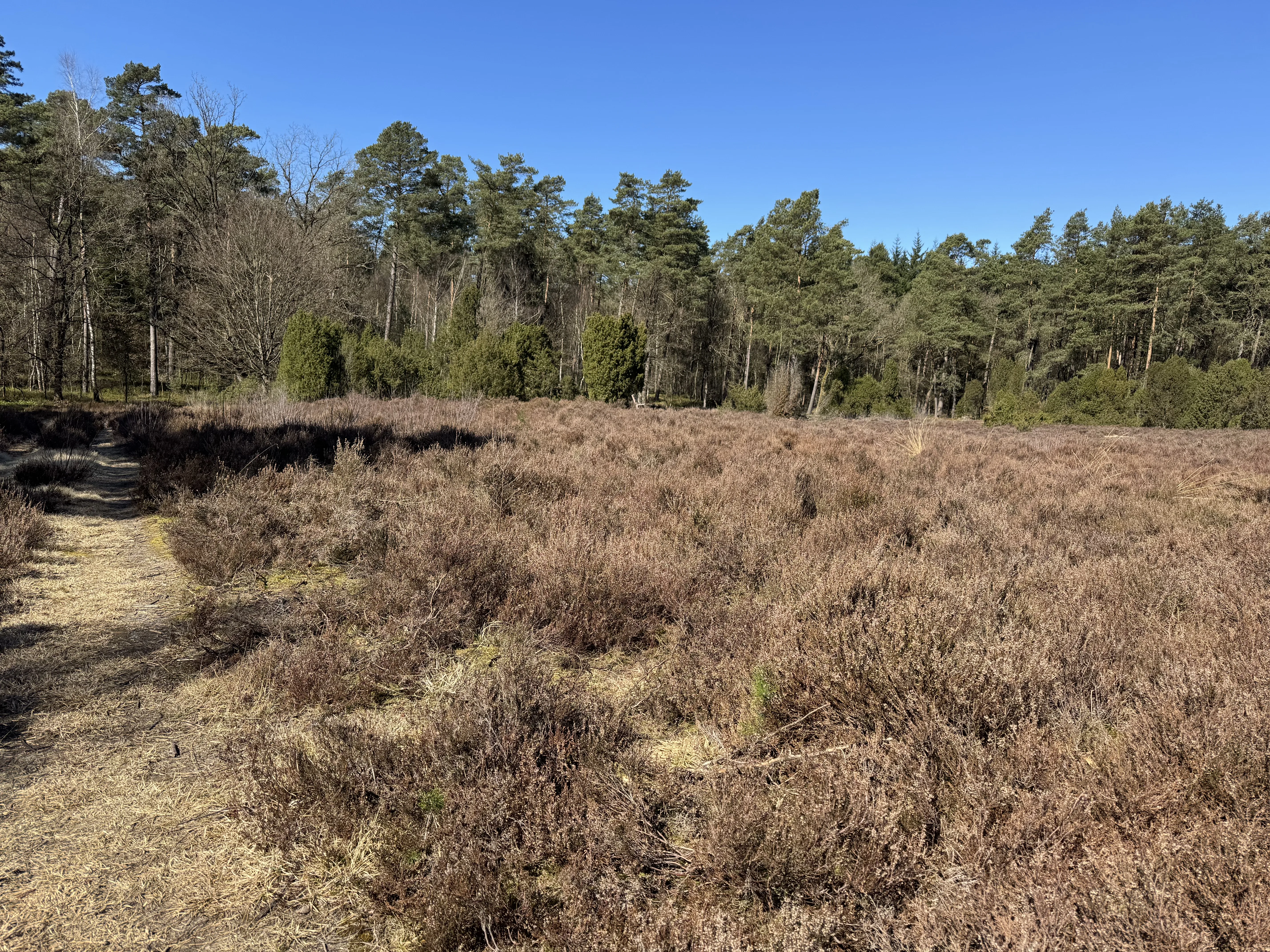 Die Heide rund um den Park kurz bevor sie richtig anfängt zu blühen – großes Potenzial