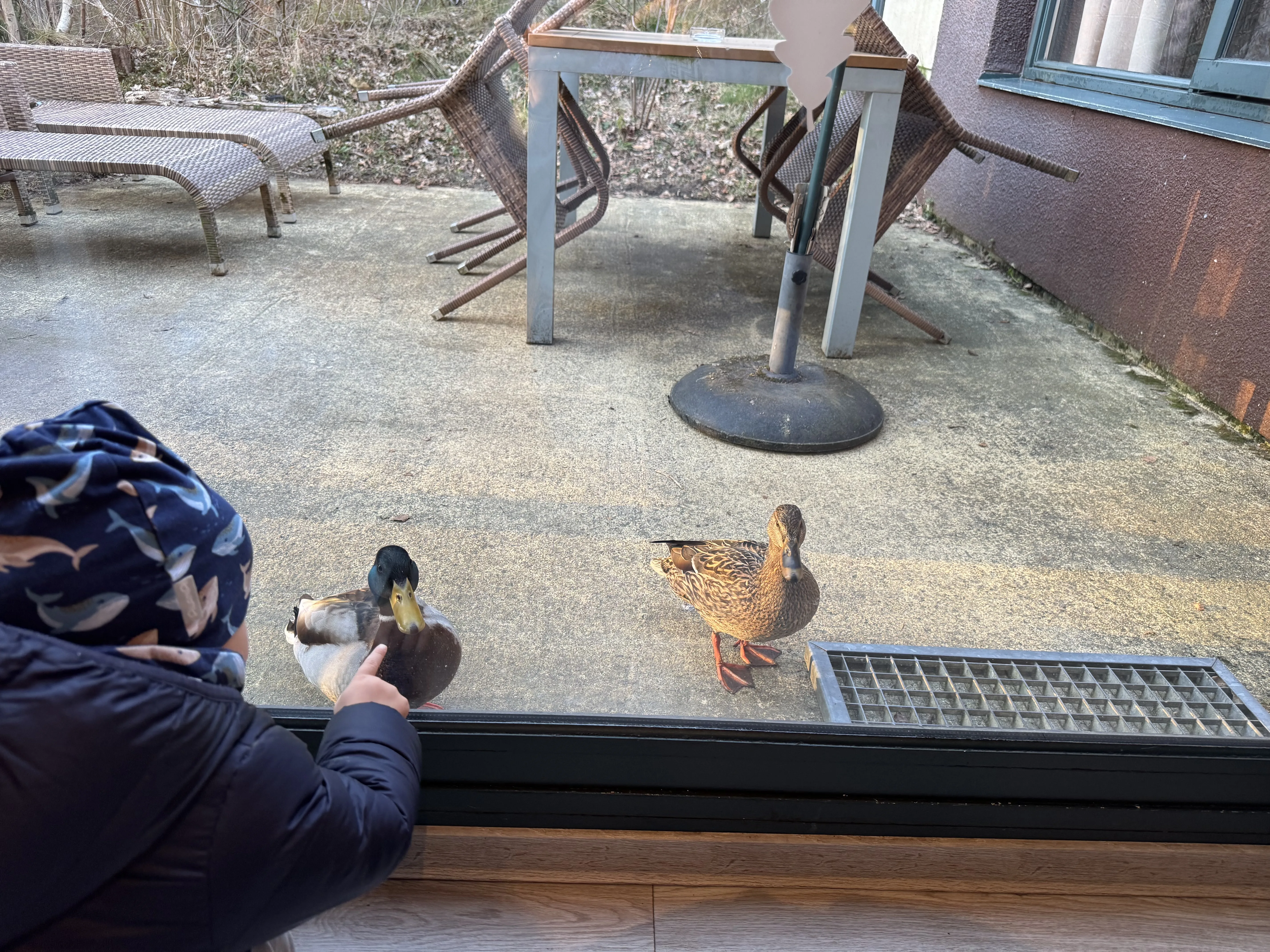 Enten als Besucher auf der VIP-Terrasse