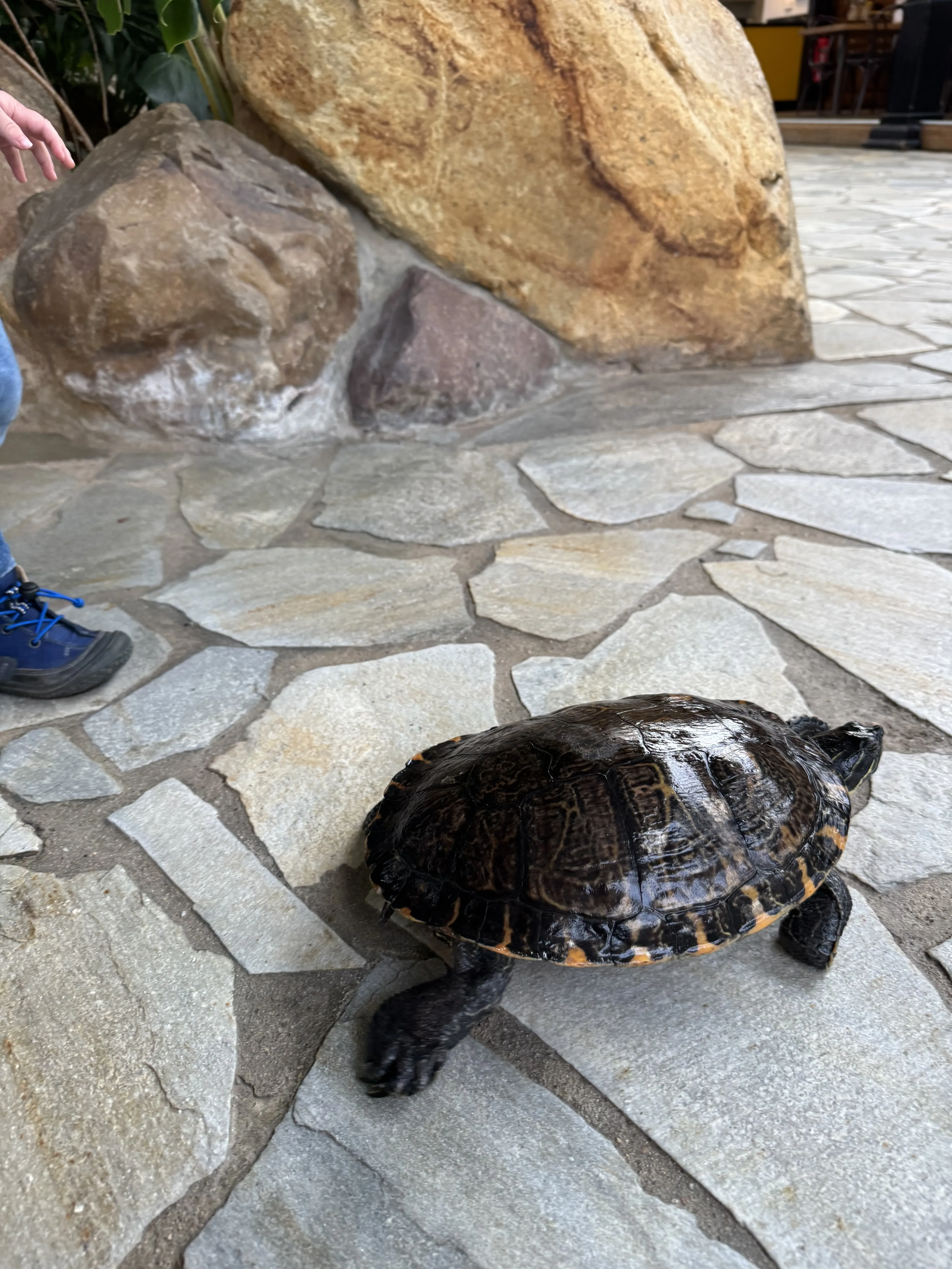 Die Schildkröten im Market Dome – bei Kindern ein Dauerbrenner