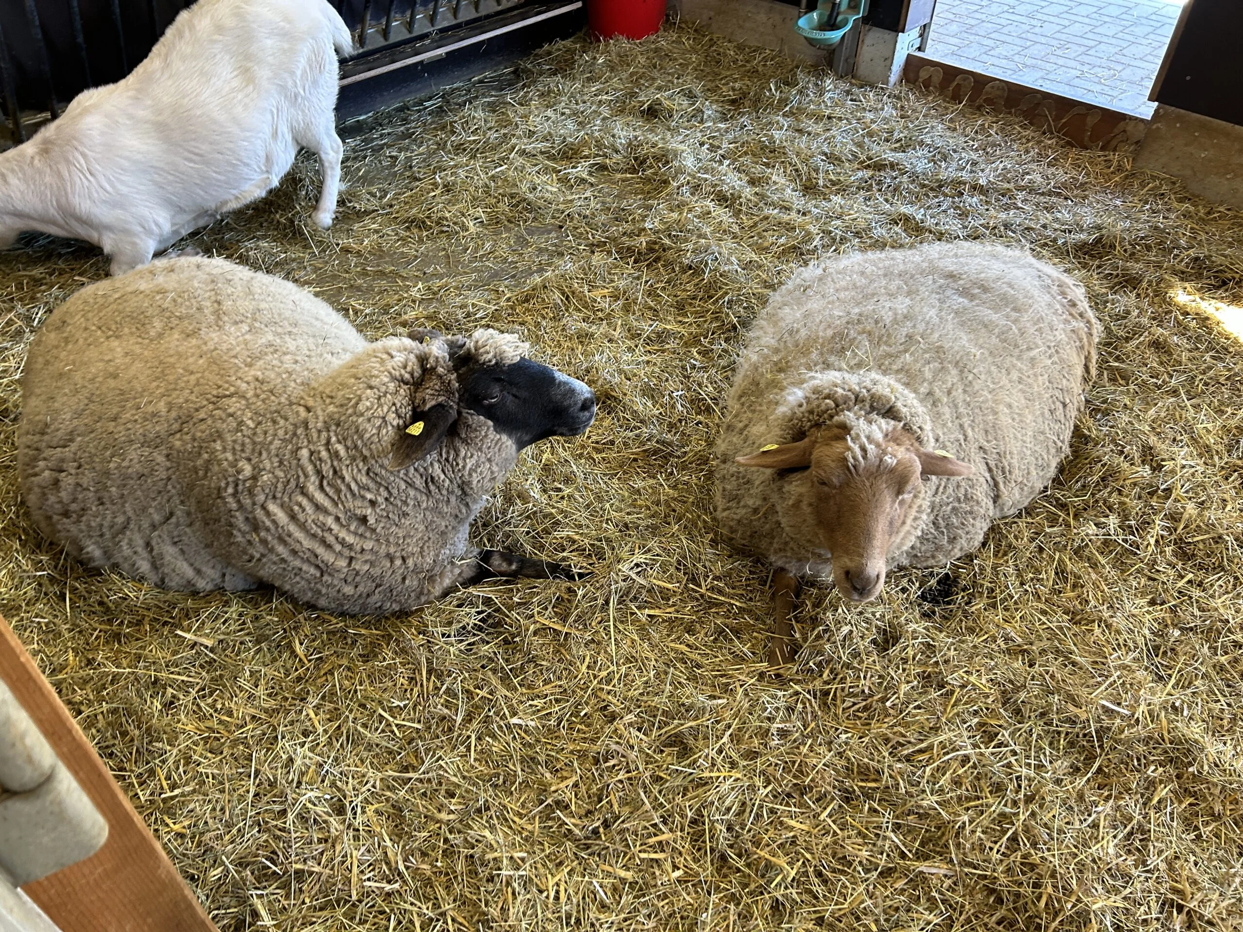 Kinderbauernhof - Ziegen