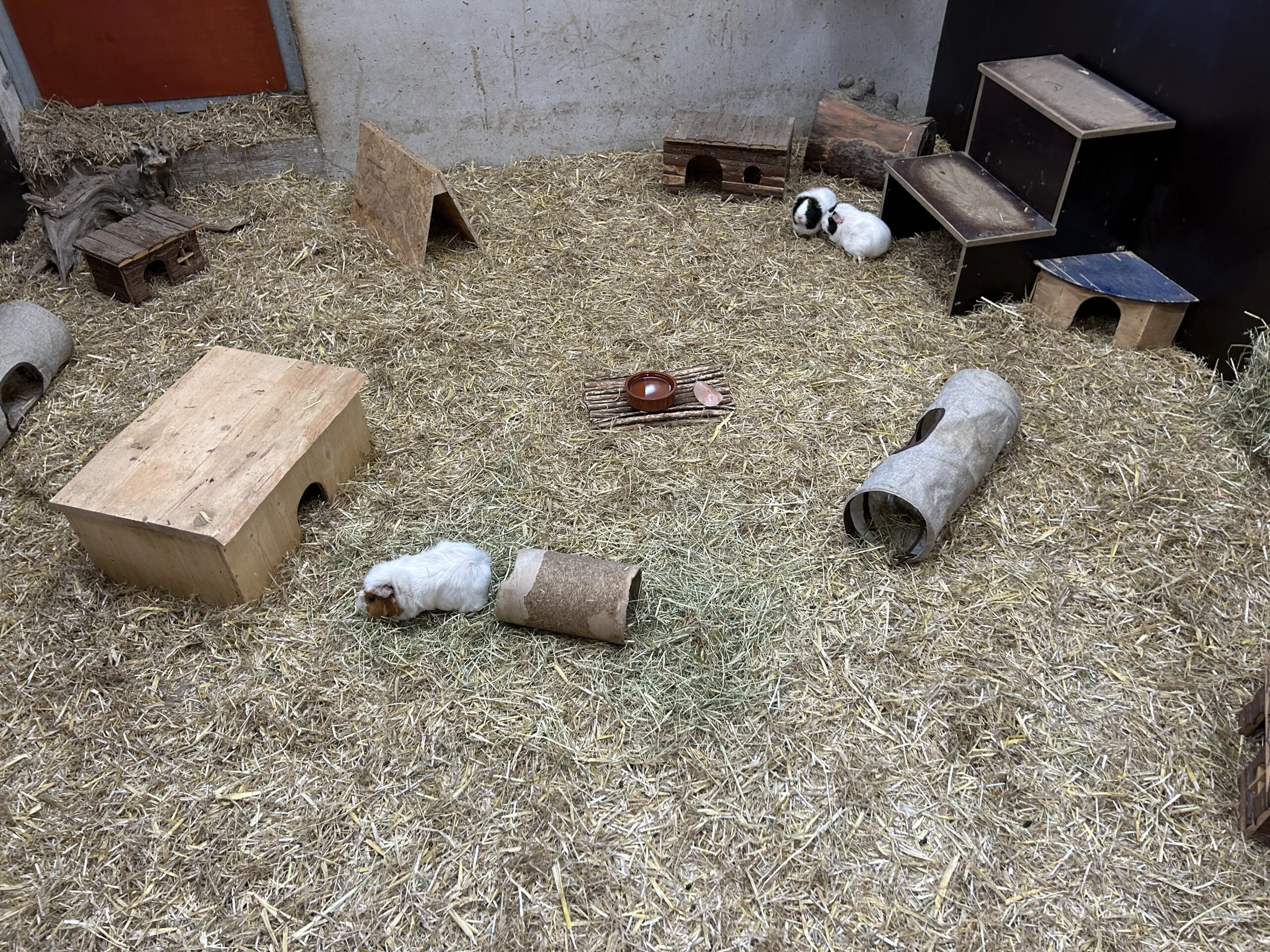 Kinderbauernhof - Tiere zum Streicheln