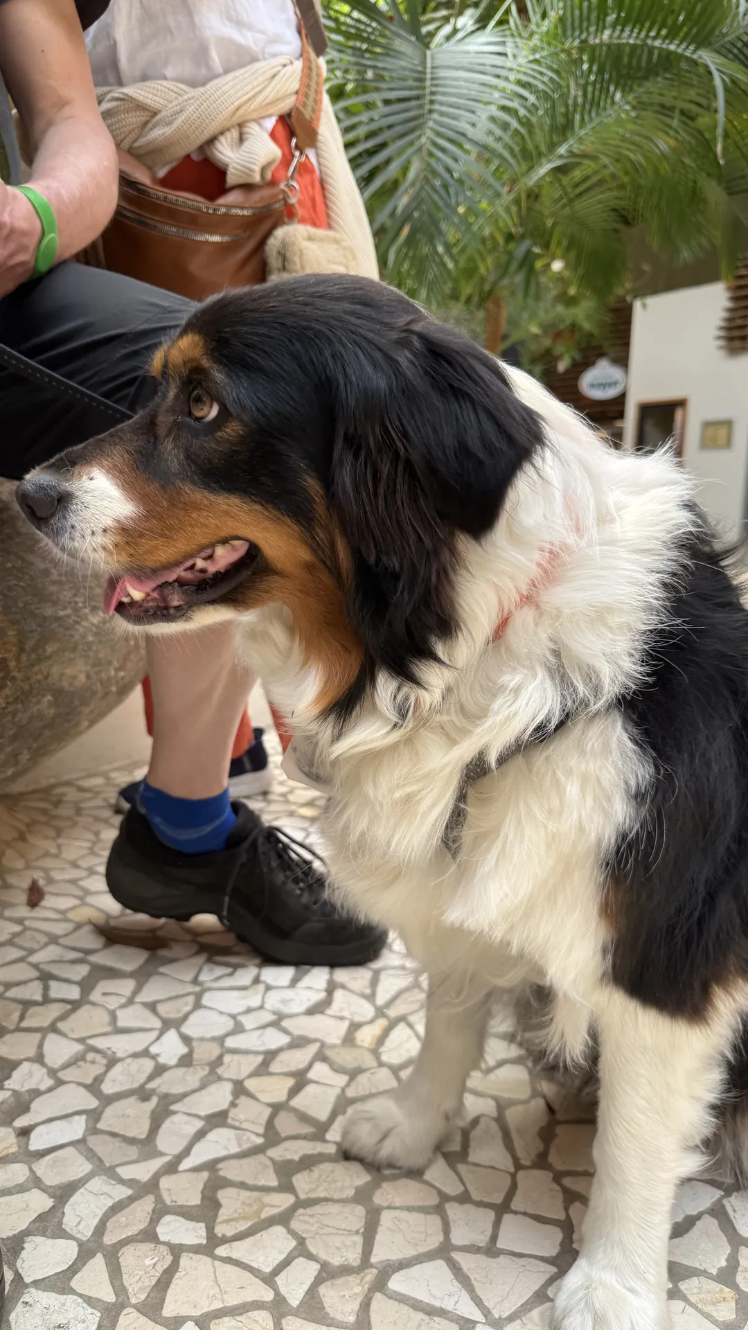 Spaziergang mit Hund im Center Parcs Park Allgäu