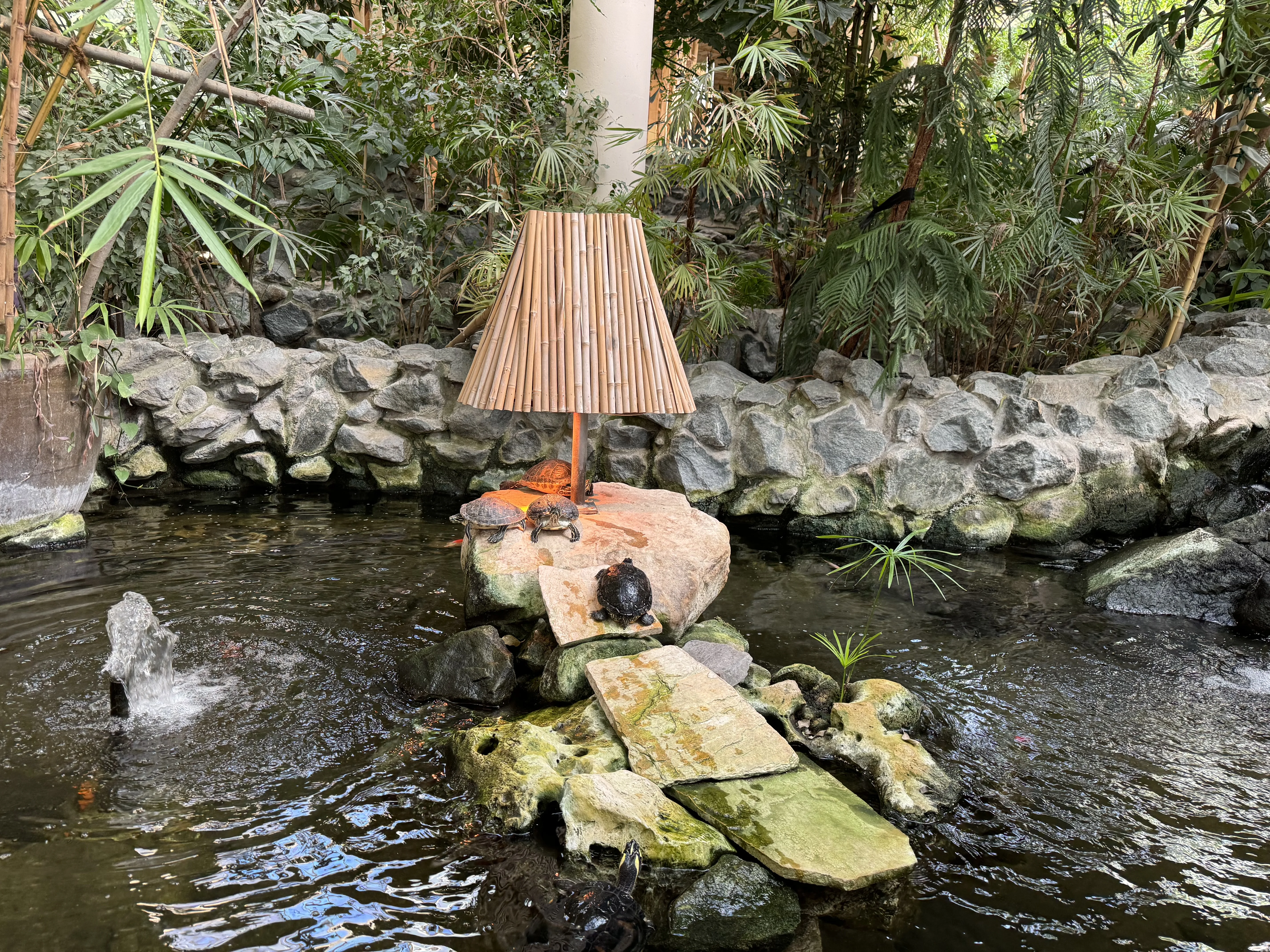 Der Schildkrötenteich – Schildkröten beobachten zwischen den Pflanzen