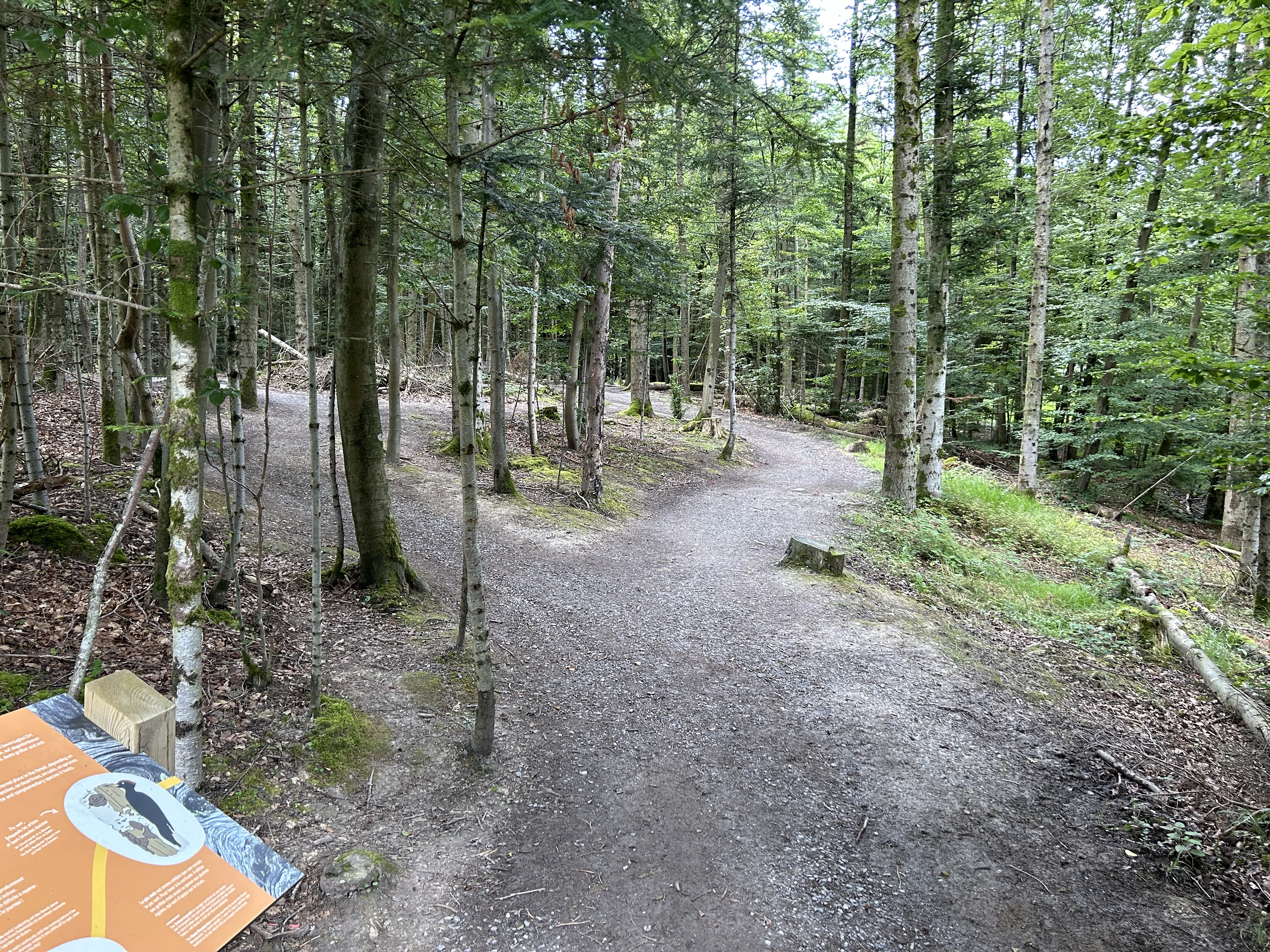 Waldwege im Center Parcs Les Trois Forêts – ideal für Spaziergänge und Radtouren mit Kindern