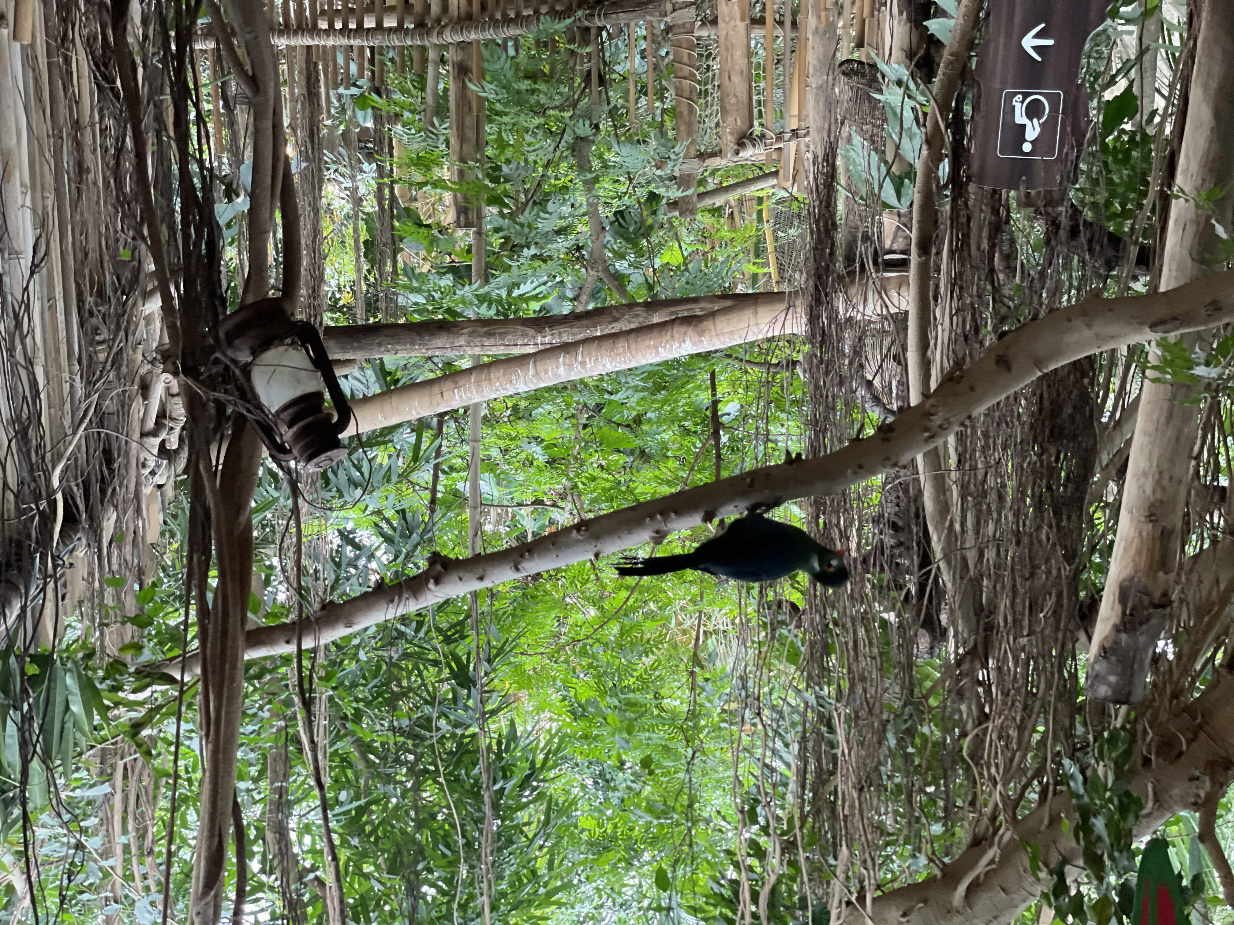 Tropische Vögel im Jungle Dome