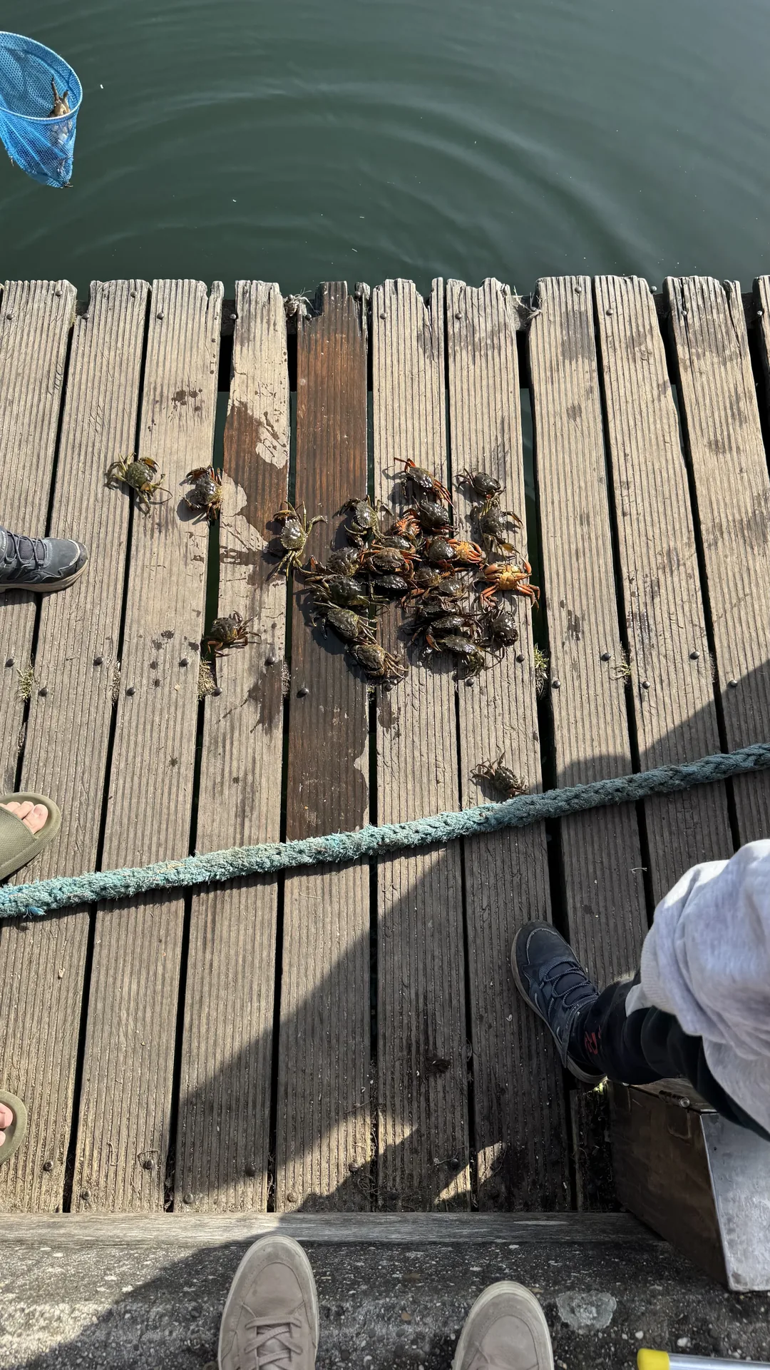 Die gefangenen Krabben werden anschließend wieder freigelassen und krabbeln zurück ins Wasser