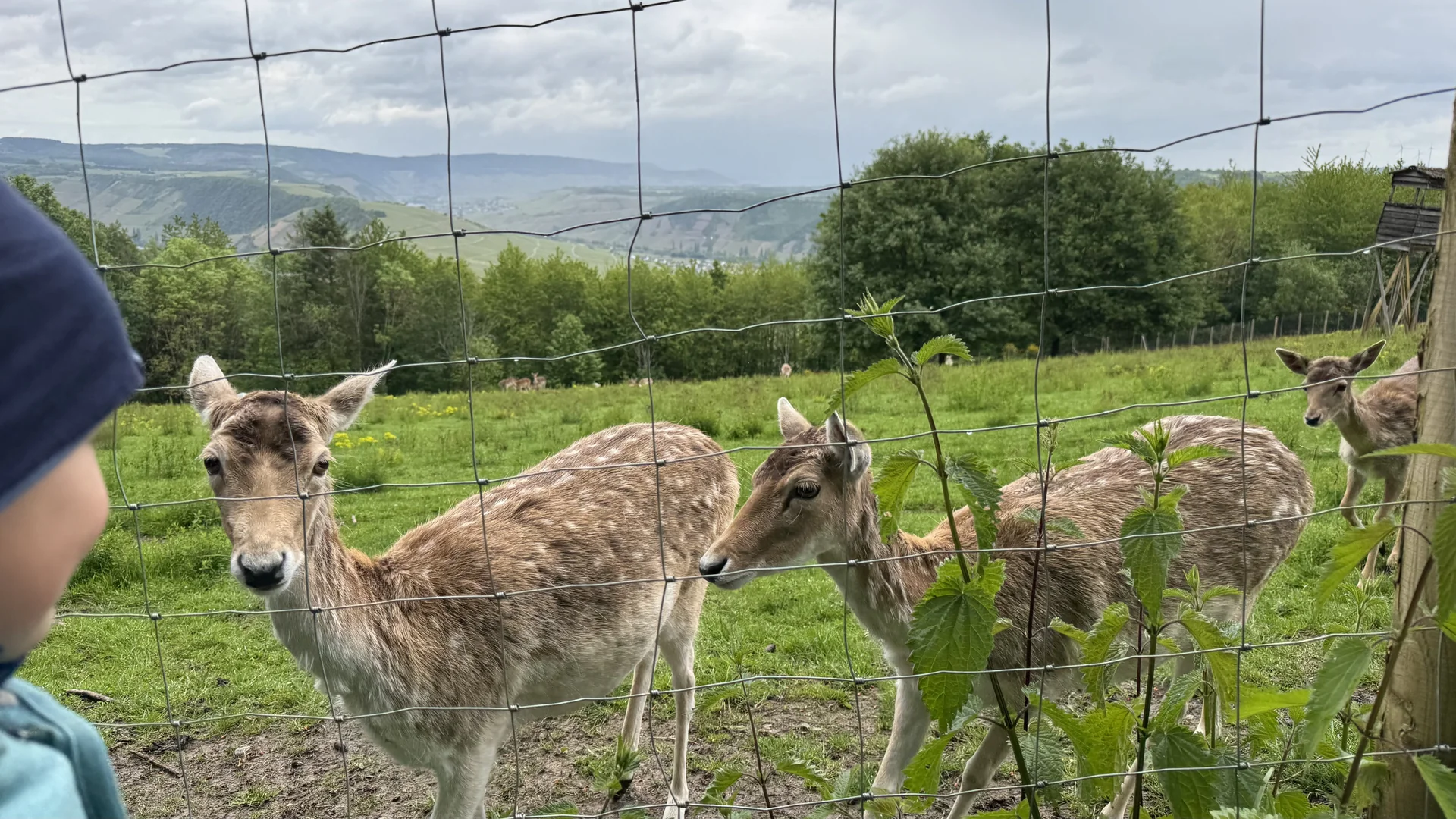 Dammhirsche im Tiergehege des Landal Sonnenberg