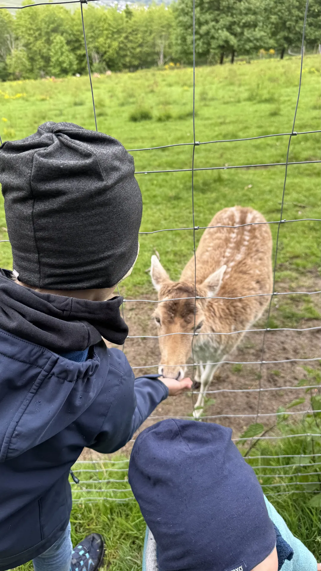 Kinder beim Hirsche füttern am Zaun
