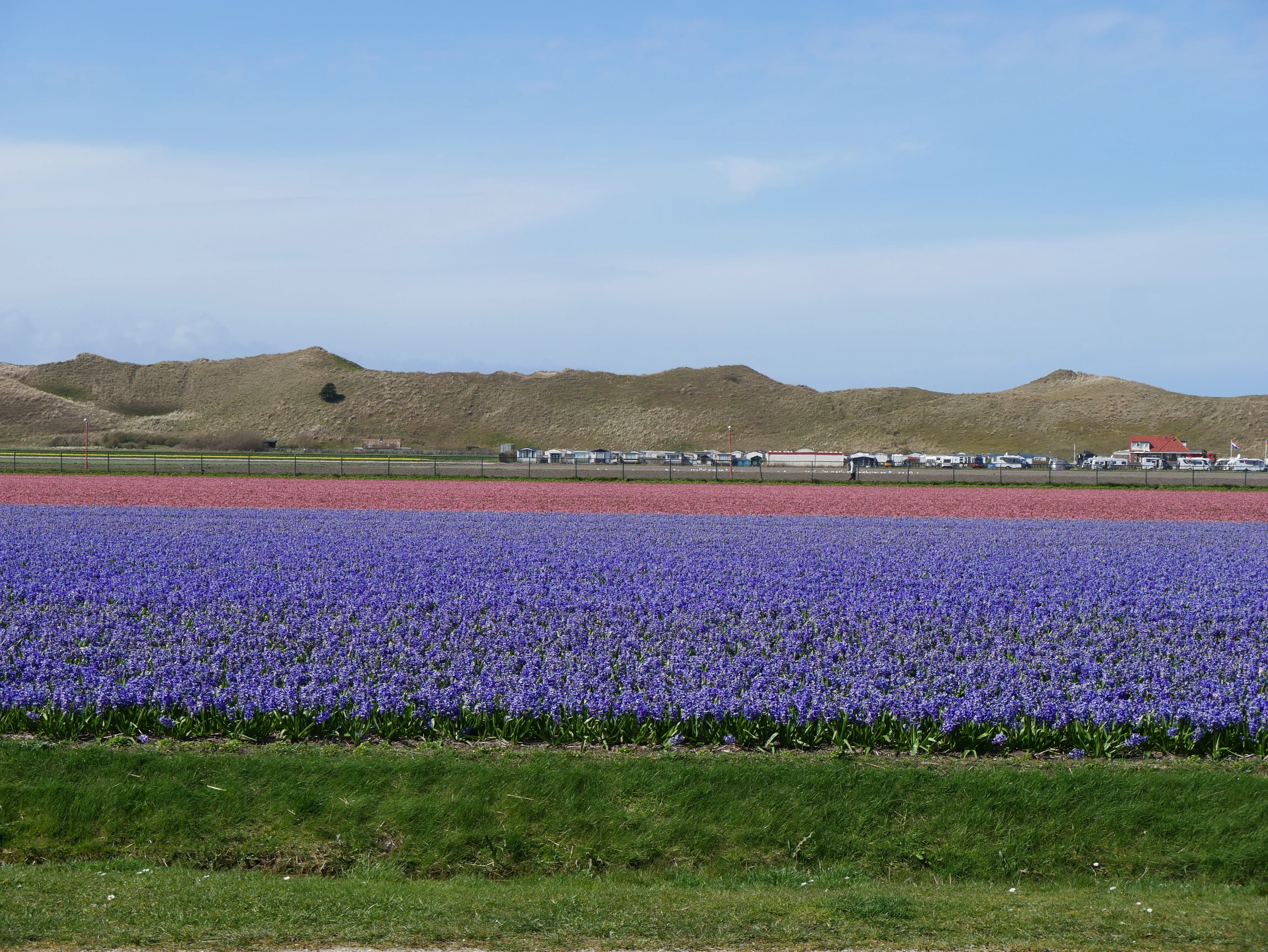 Tulpenfelder in Nordholland auf dem Weg