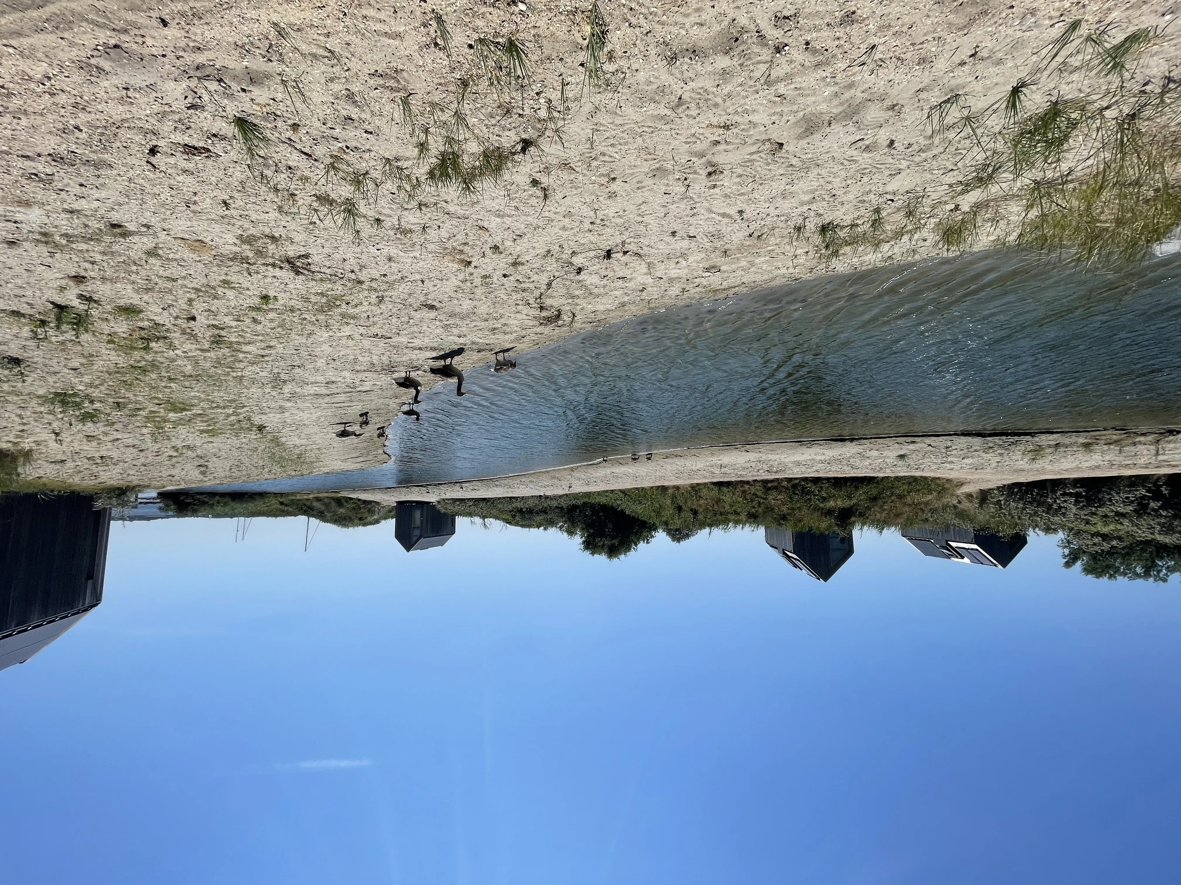 Enten am Sandstrand der Lagune