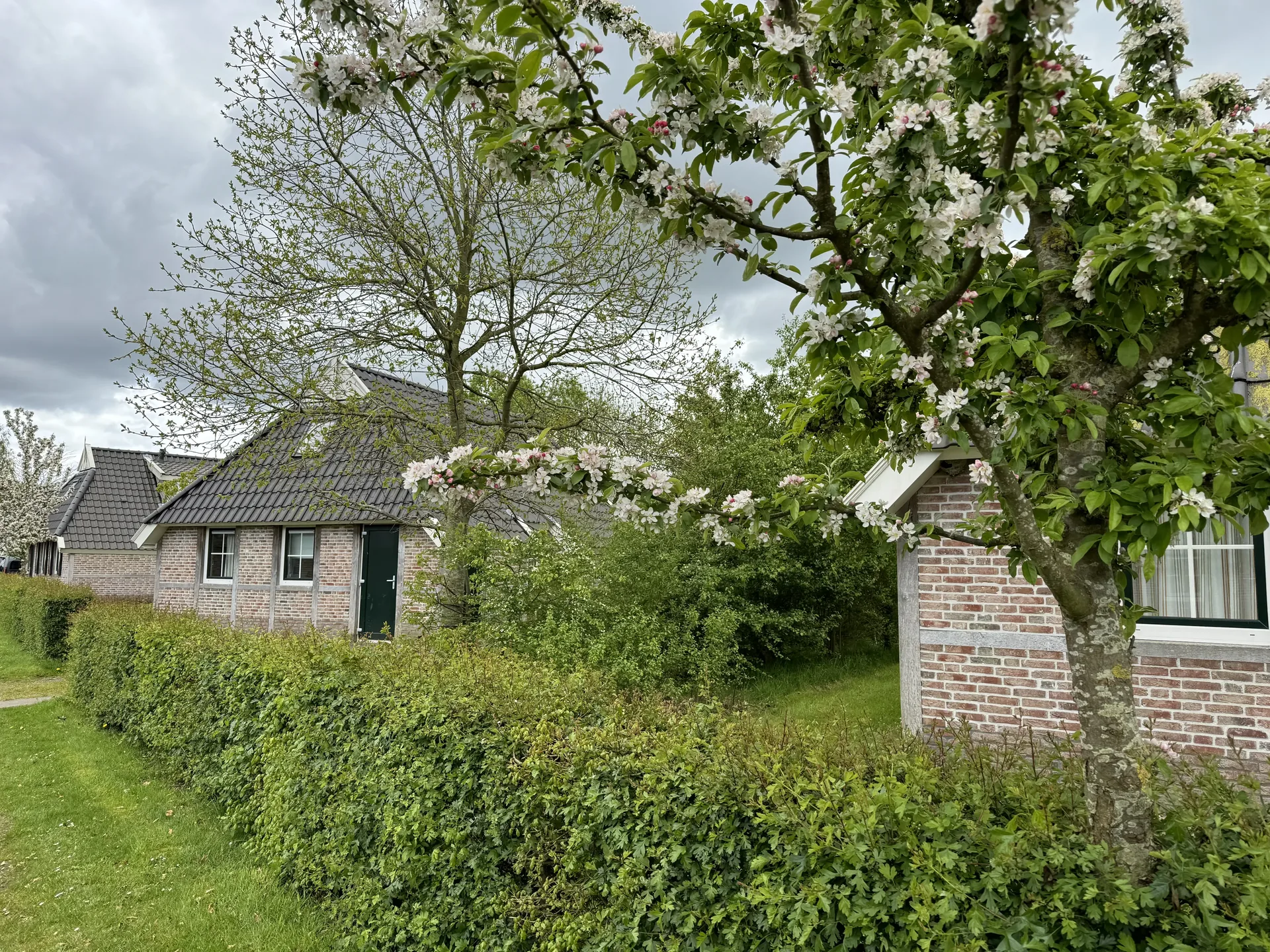 Ferienhaus im Landal Orveltermarke mit blühendem Baum im Frühling
