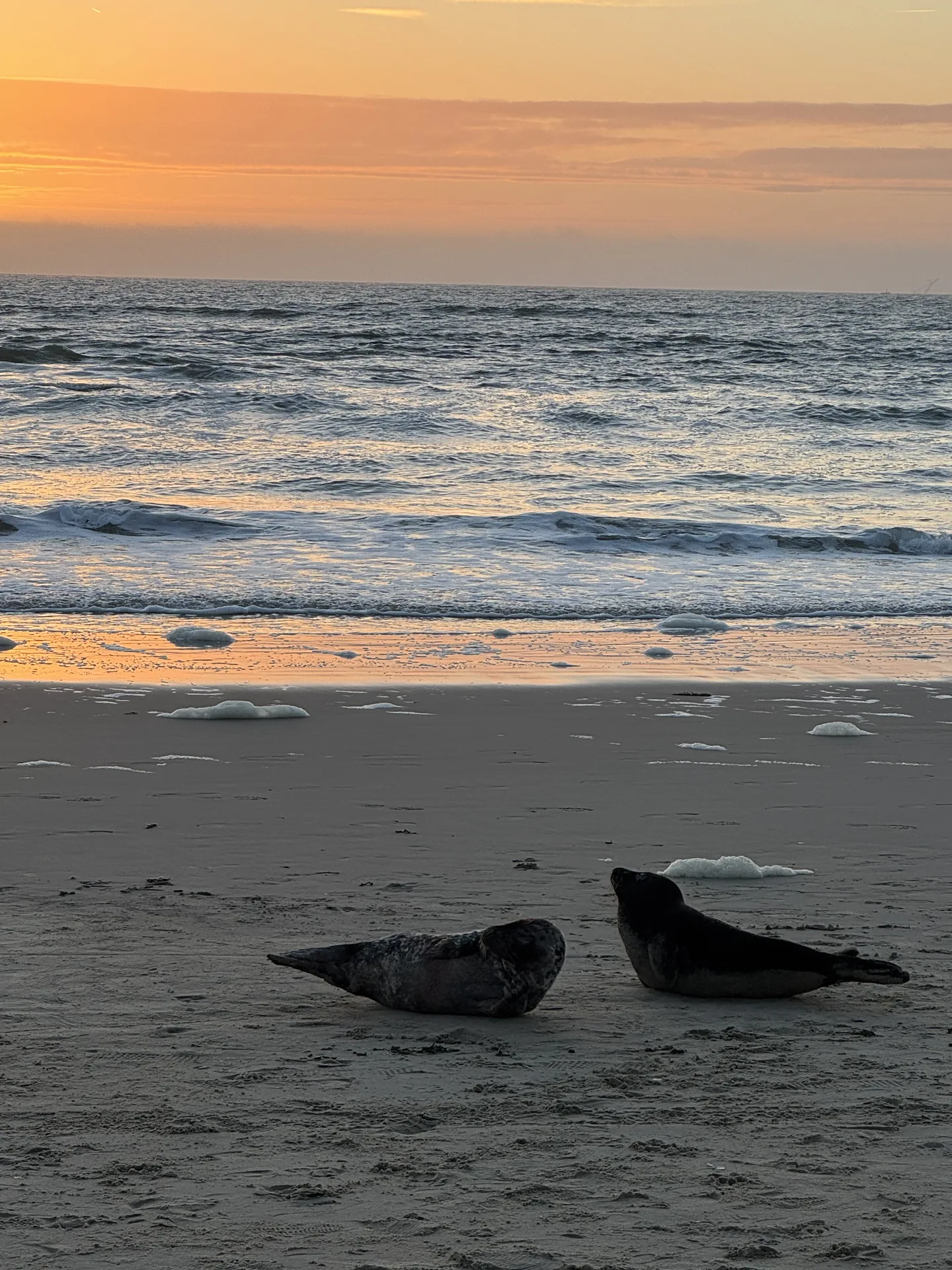 Seehunde am Strand bei den Strandhuisjes Julianadorp ganz rechts am Strandabschnitt