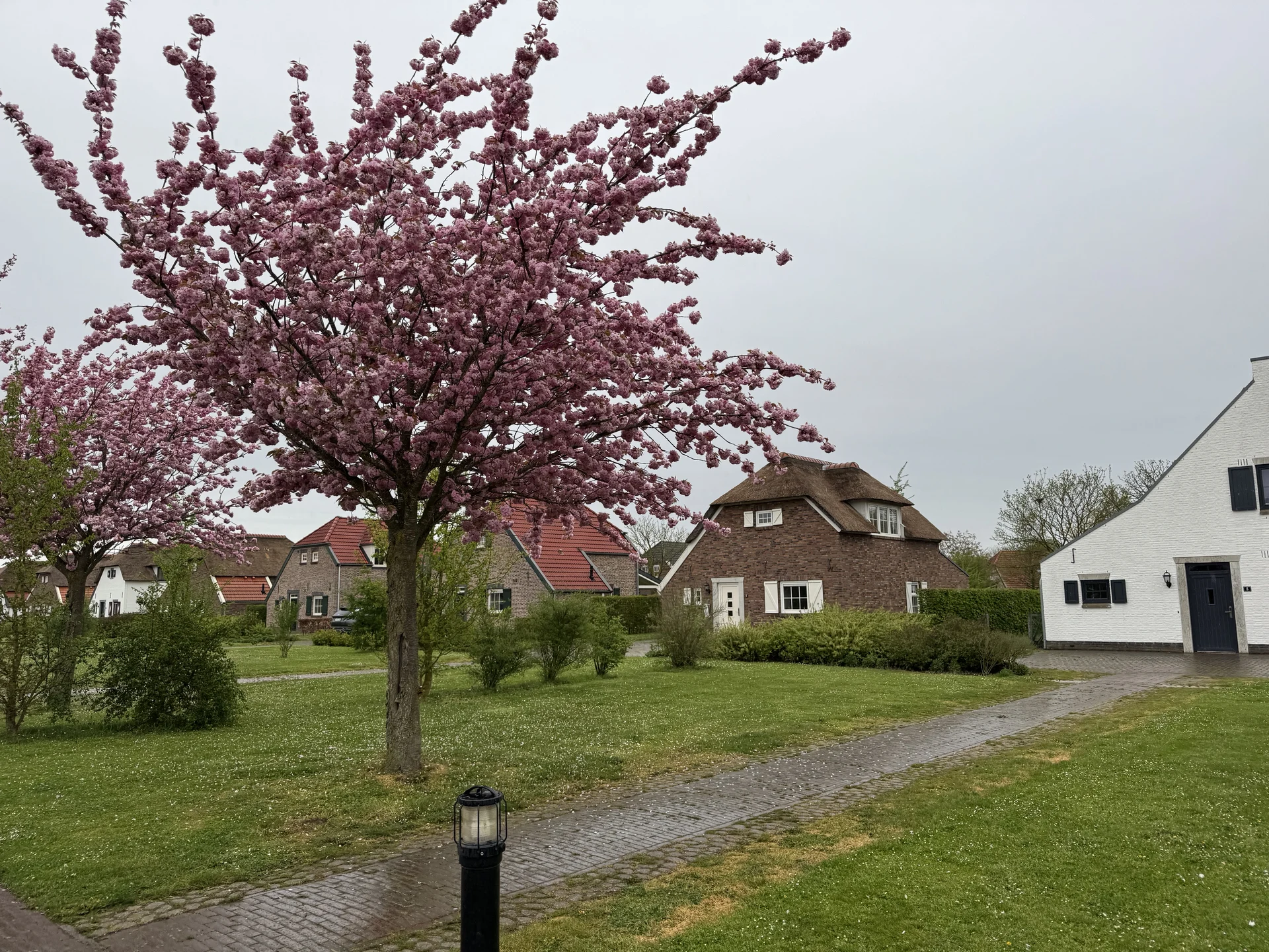Blühende Zierkirsche vor Bauernhäusern aus Backstein im Bungalowpark von De Leistert