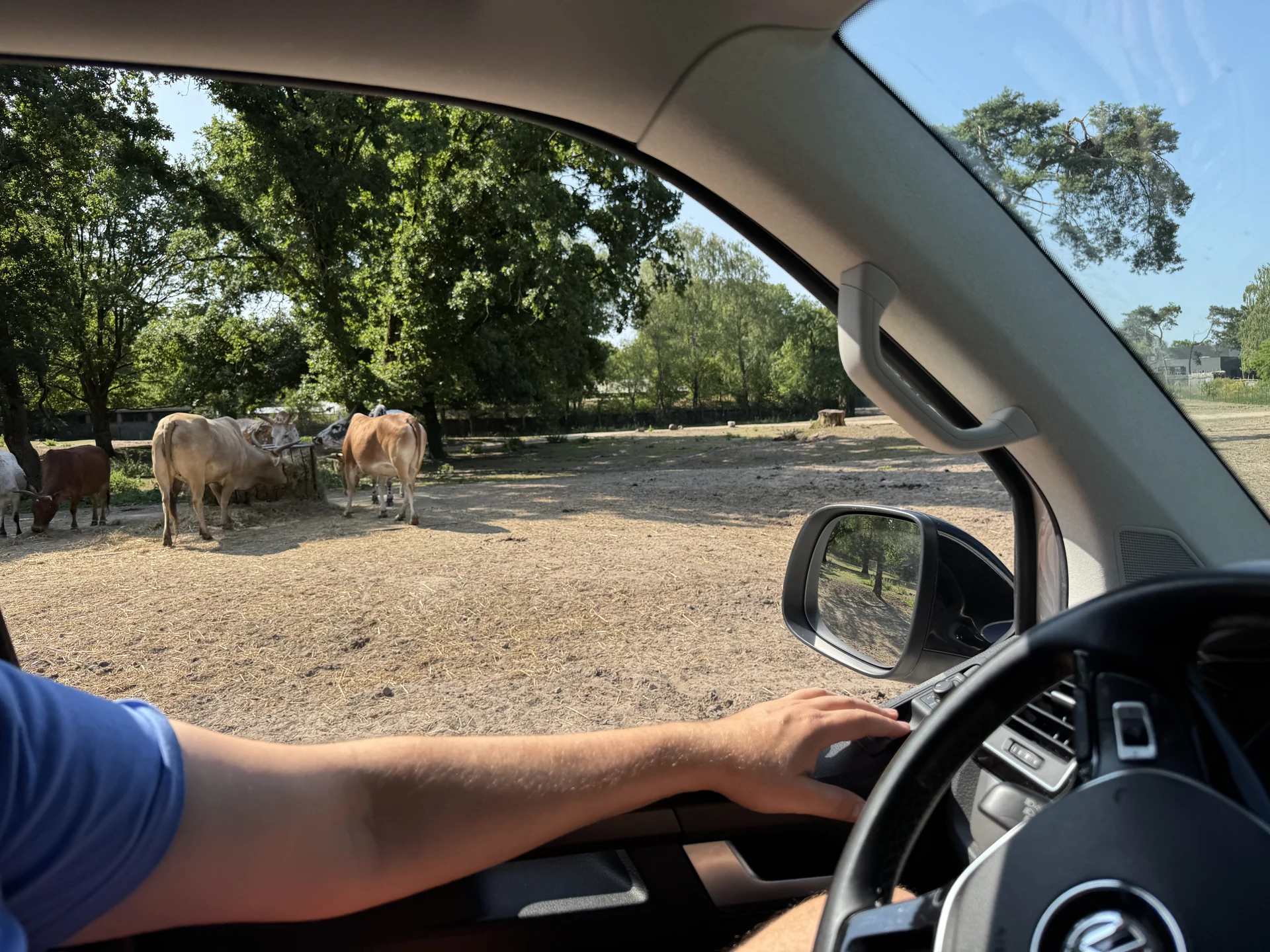 Blick aus dem Auto auf Watussirinder an einer Futterraufe während der Autosafari im Safaripark Beekse Bergen