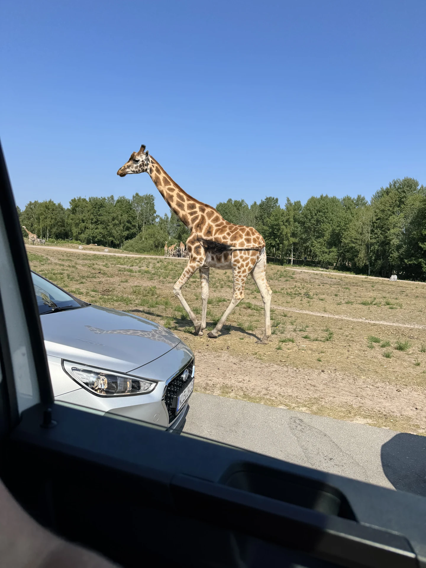Giraffe läuft während der Autosafari im Safaripark Beekse Bergen dicht an der Motorhaube des Autos vorbei