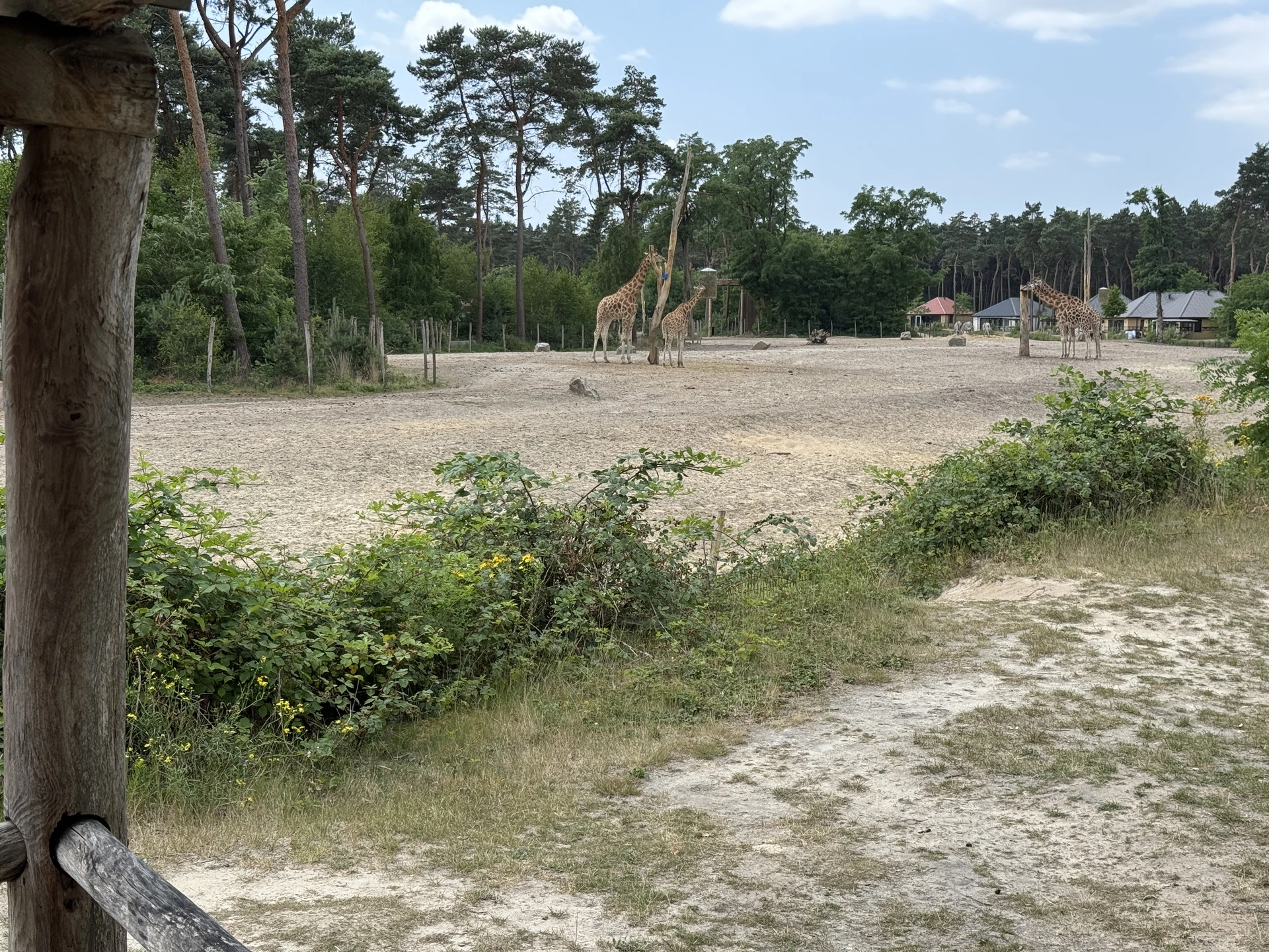 Giraffen im Privatgehege des Safari Resort Beekse Bergen, fotografiert von einer Ferienhaus-Terrasse aus