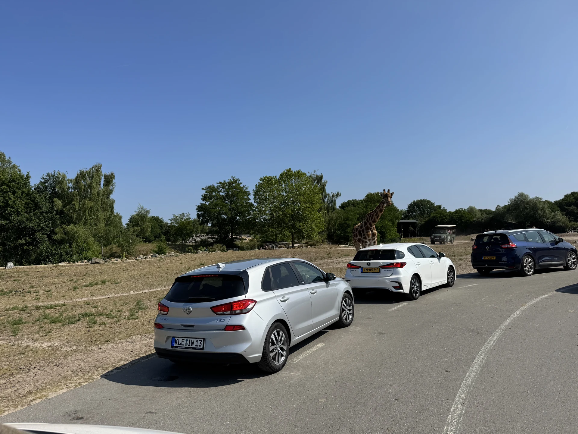 Autoschlange auf der Autosafari-Strecke im Safaripark Beekse Bergen, im Hintergrund eine Giraffe und ein Safaribus