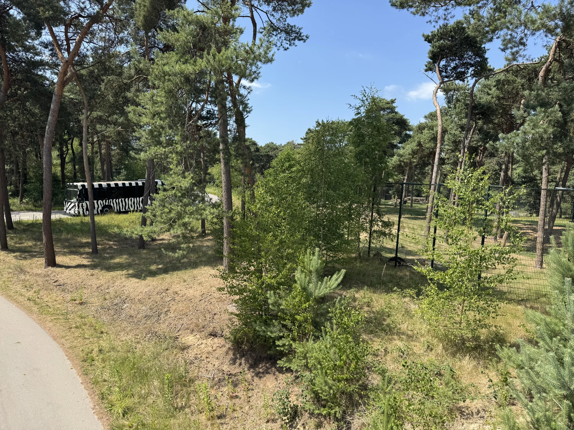 Zebra-gestreifter Safaribus auf der Safaristrecke im Safaripark Beekse Bergen, vom Fußweg aus gesehen
