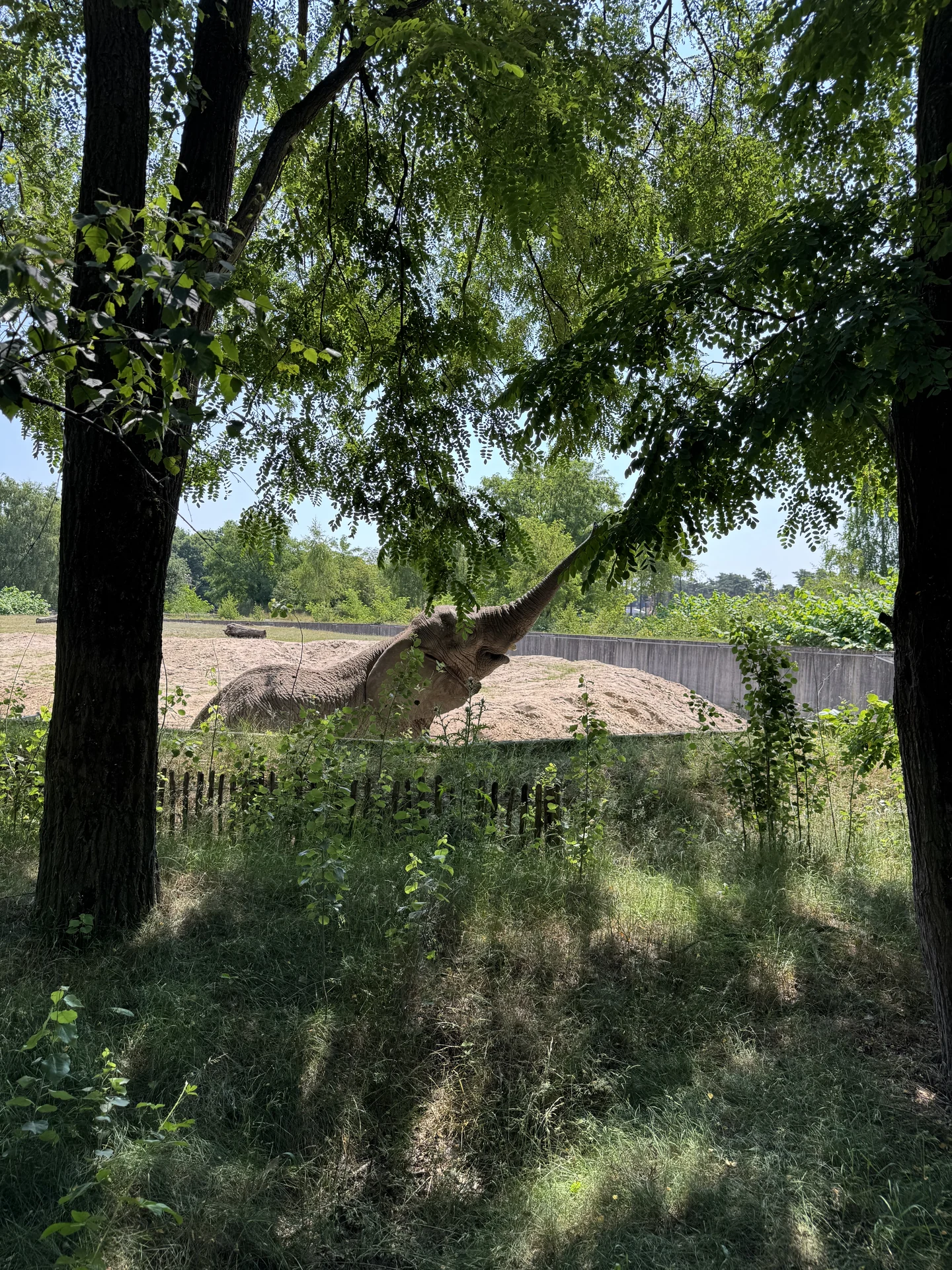 Elefant im Safaripark Beekse Bergen greift mit dem Rüssel in die Baumkrone, gesehen vom Fußweg zwischen Bäumen