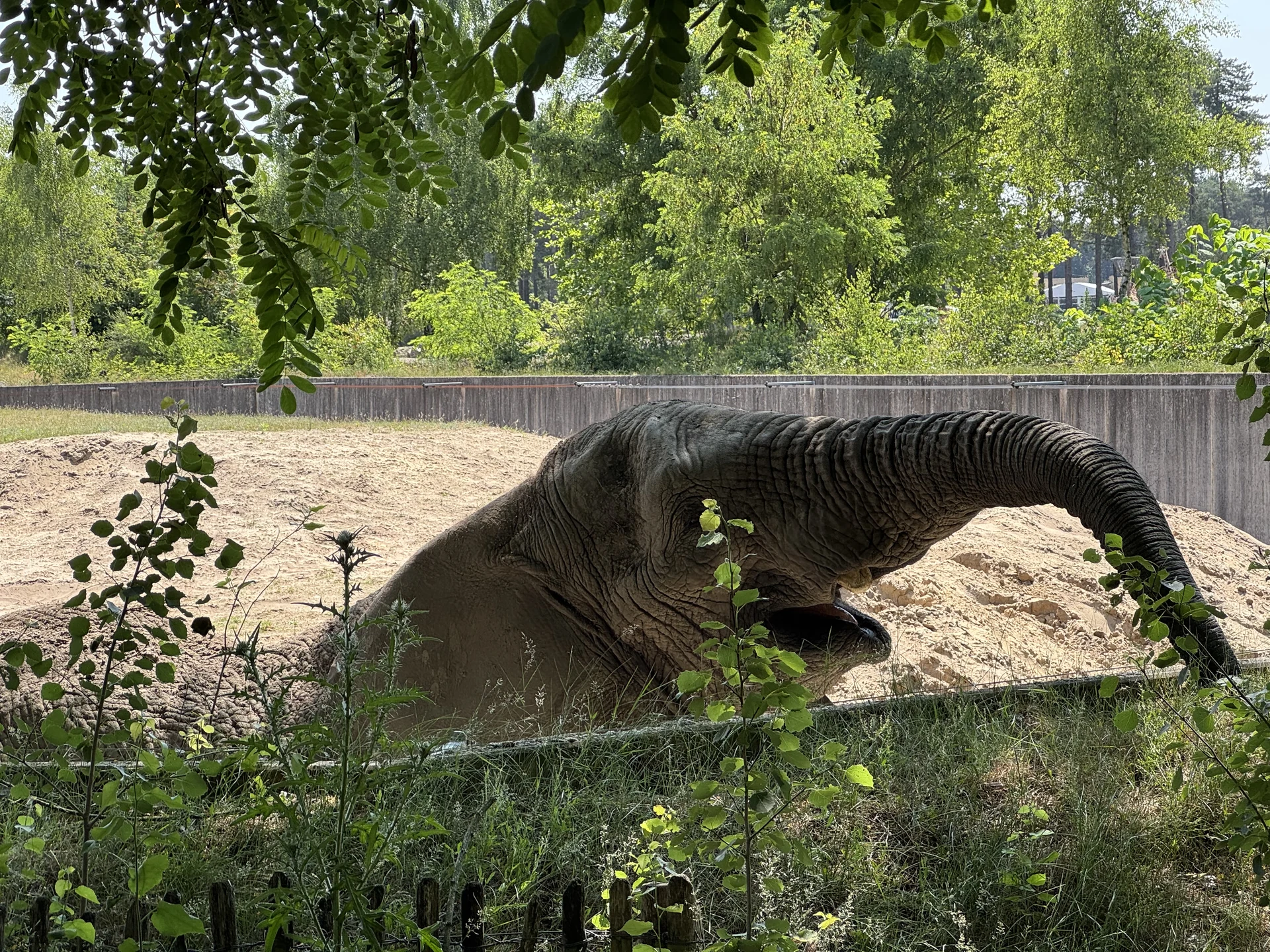 Elefant im Safaripark Beekse Bergen streckt bei der Fuß-Safari den Rüssel über einen Sandwall nach den Blättern eines Baums