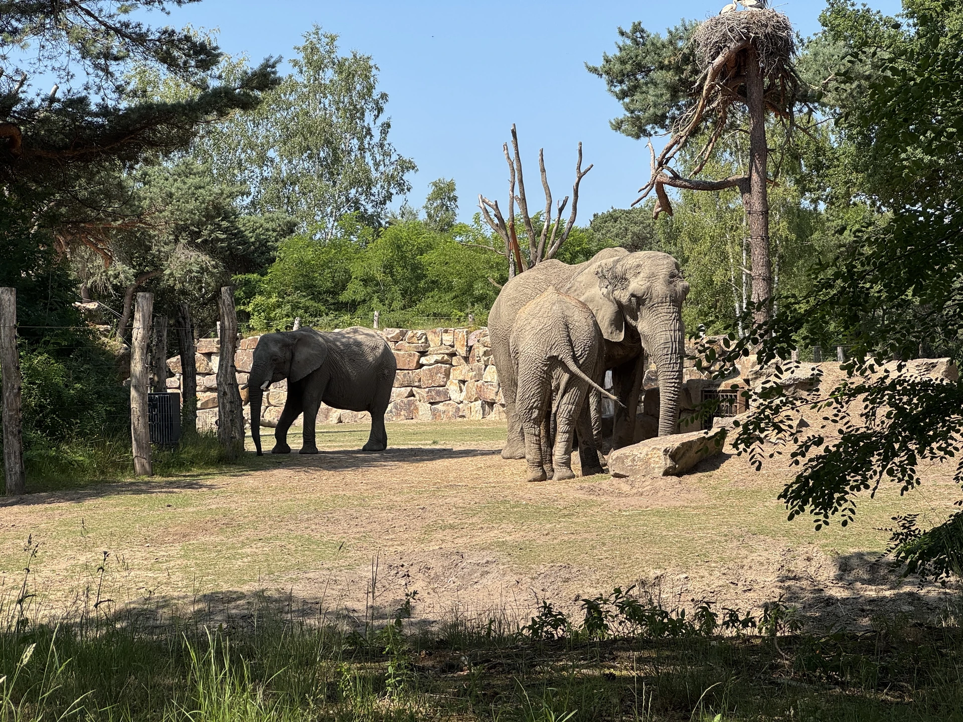 Zwei Elefanten im Gehege des Safaripark Beekse Bergen vor einer Natursteinmauer, im Baum darüber ein Storchennest