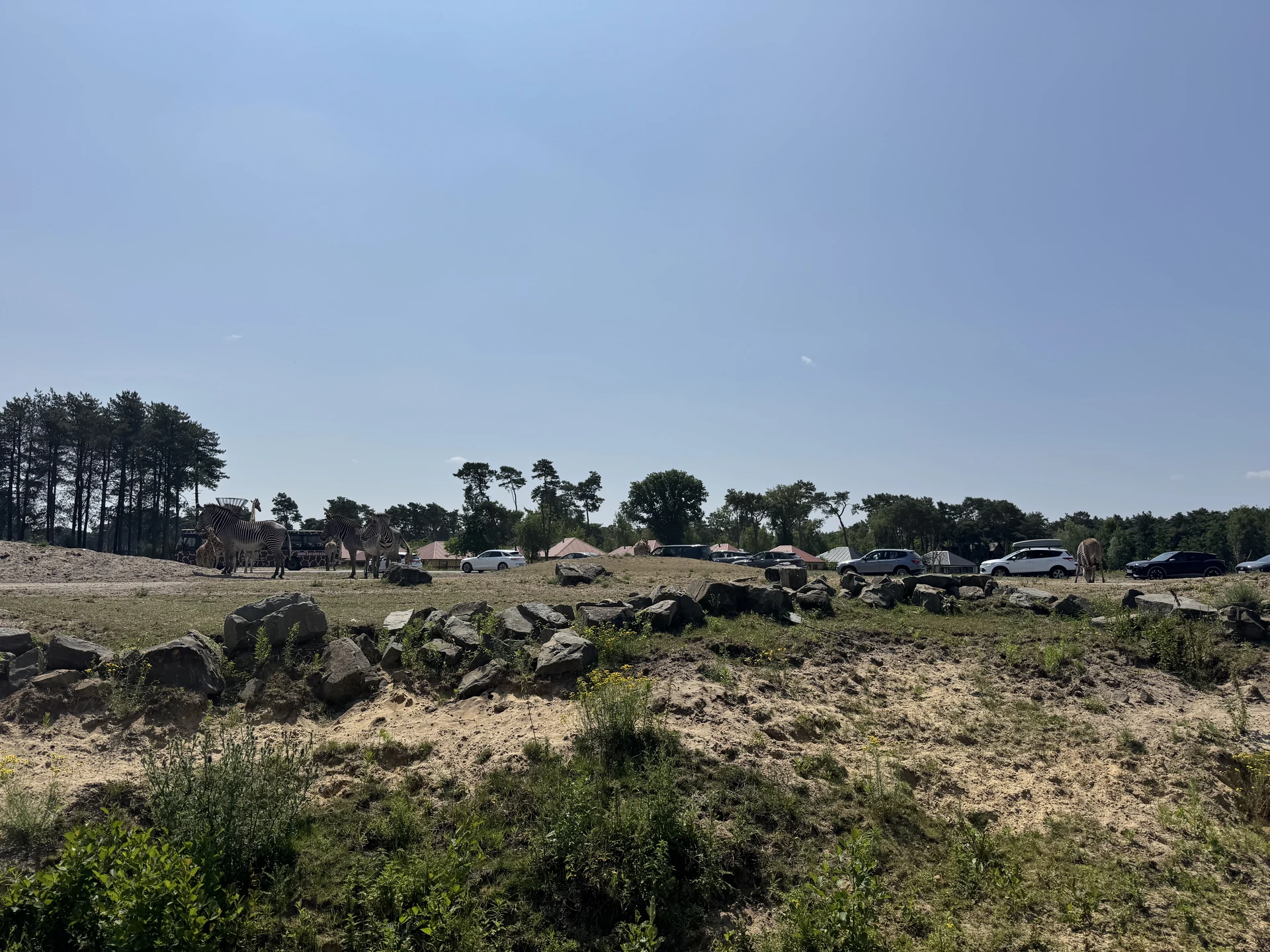 Zebras und Giraffen auf der Savanne im Safaripark Beekse Bergen, dahinter die Lodges und Safarizelte des Safari Resort
